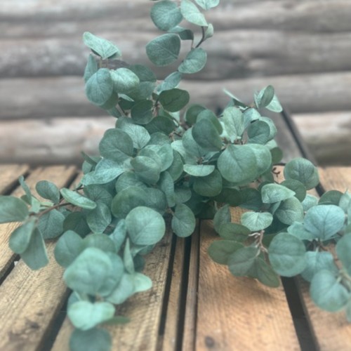 Dirbtinė gėlė Maggie EUCALYPTUS SPRAY, 88 cm