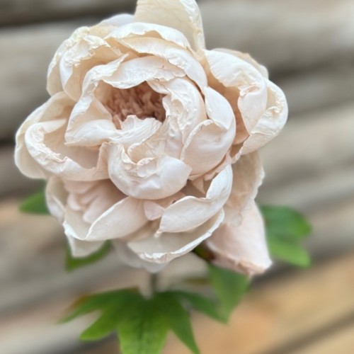 Dirbtinė gėlė Maggie PEONY SINGLE DRY BEIGE, 62 cm