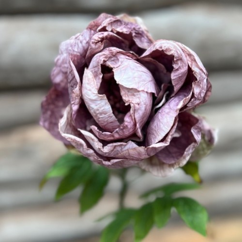 Dirbtinė gėlė Maggie PEONY SINGLE DRY PURPLE, 62 cm