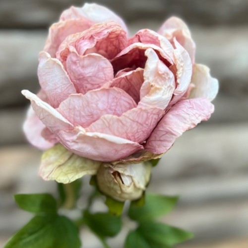 Dirbtinė gėlė Maggie PEONY SINGLE PINK GREEN, 62 cm