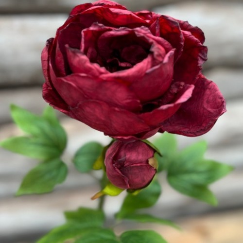 Dirbtinė gėlė Maggie PEONY SINGLE RED, 62 cm